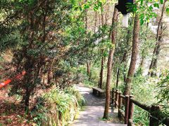 -铁山坪森林公园