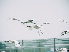 -盐城丹顶鹤湿地生态旅游区