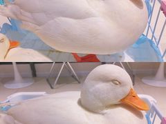 -怪兽屋·羊驼·猫咖·狗咖(俊华广场店)