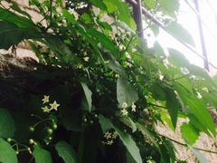 iphone_upload_pic-胡里山炮台