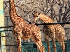 -朝阳公园游乐园