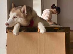 -Husky Go! 哈士奇体验馆·宠物咖啡厅狗咖
