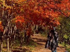 -天女山森林公园