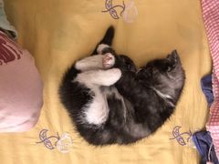 -素满香·素食自助餐(西安·民乐园店)