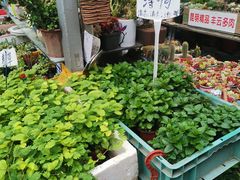 -曲阳花鸟市场(曲阳路店)
