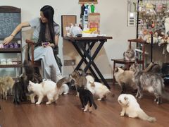 -楼上猫咖(罗湖店)