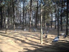 -鄱阳湖国家湿地公园