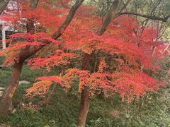 -中国茶叶博物馆(双峰馆区)