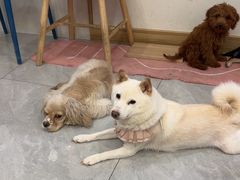 -柴犬小屋·柴餐厅·狗咖食堂(金鼎广场店)