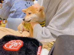 -逗柴咖啡屋·狗咖猫咖宠物桌游