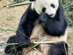 -青藏高原野生动物园