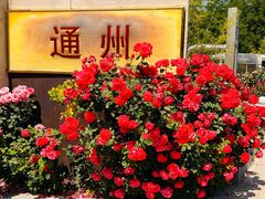 -大兴世界月季主题园