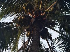 -海南槟榔谷黎苗文化旅游区