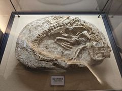 -辽宁古生物博物馆