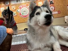 -和它·交个朋友·狗咖猫咖(爱琴海店)