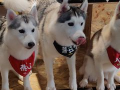 -Husky Go! 哈士奇体验馆·宠物咖啡厅狗咖