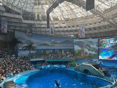 -海合安成都极地海洋公园