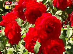 yue ji-密云玫瑰情园