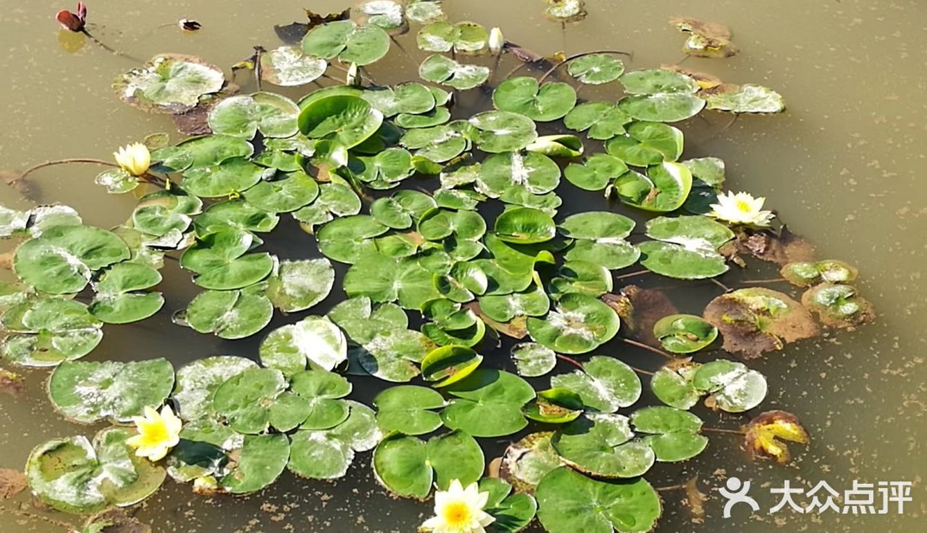 杨柳依依频点头，鸟语花香媚眼柔