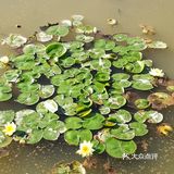 杨柳依依频点头，鸟语花香媚眼柔