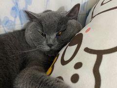 -创凡宠物医院·骨专科  猫科中心(西乡分院)