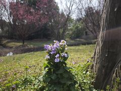 -广富林郊野公园