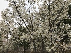-高东镇樱花园