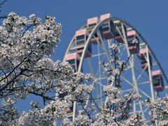 -顾村公园