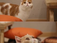 -飞行喵MR PILOT|猫舍·猫咖(静安大融城店)