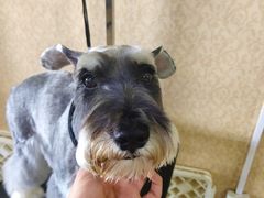 -优缇多格专业宠物美容师培训学校