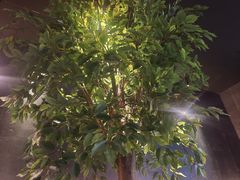 -同仁四季椰子鸡(无锡滨湖万象汇店)