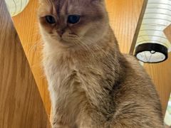 -MOCHA明星猫咖(田子坊店)