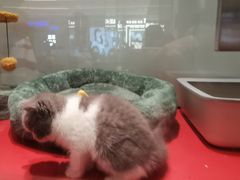 -babydoll猫舍·米努特·德文·缅因(久光中心店)