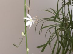 -新湖明珠城