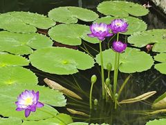 -国家植物园南园