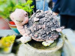 -南塘老街