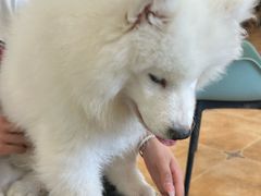 -Let's go狗咖·猫咖·奶狗·桌游(春熙路IFS店)