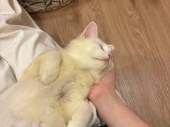 -楼上猫咖(罗湖店)