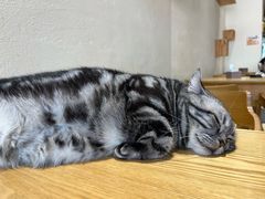 -藏猫猫咖啡主题馆(中央大道店)