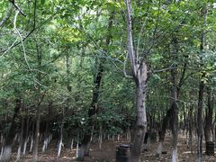 -亲兄弟真人CS团建拓展基地