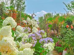 -三圣花乡旅游区