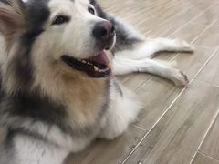 -李小姐の猫咖啡馆(五角场店)