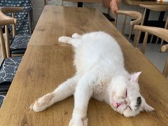 -平行世界·猫咖(首经贸店)