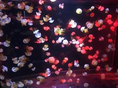 -烟台海昌鲸鲨海洋公园