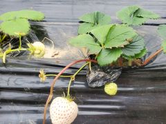 -前小桔亲子创意农场·草莓采摘·露营烧烤