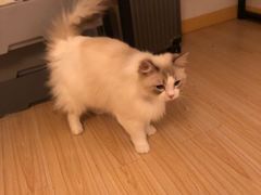 -四月宠物医院·猫专科·心脏专科·内科(转塘店)
