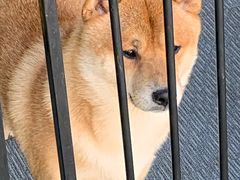 -柴源莊·柴小宠柴犬咖啡