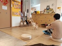 -南京Hallo宠物乐园·哈罗犬舍·柴犬繁育基地