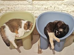 -平行世界·猫咖(首经贸店)