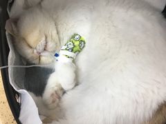 -伟伟宠物医院·瑞派猫友好医院·猫科(光谷店)